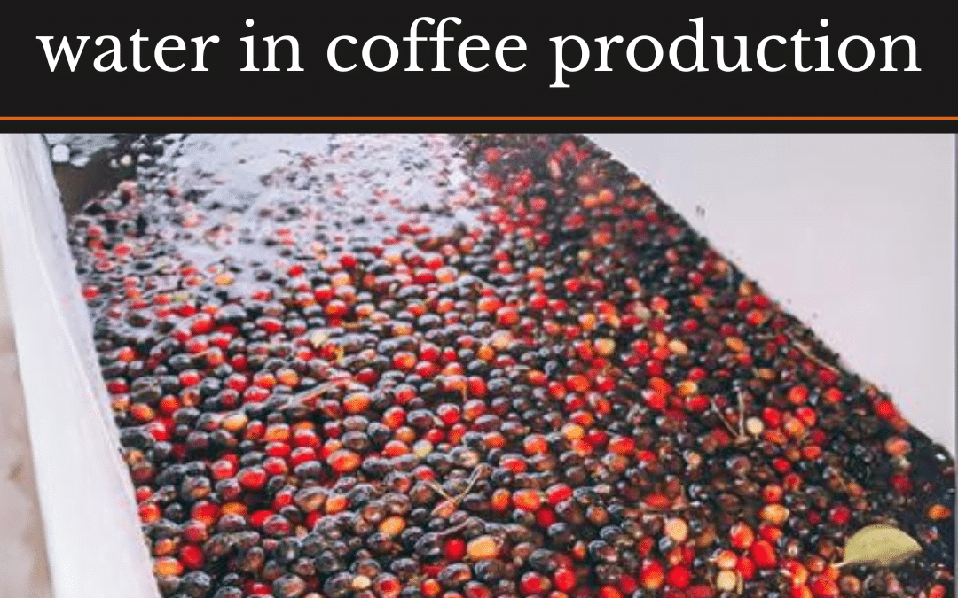 Unveiling the Vital Role of Water in Coffee Production
