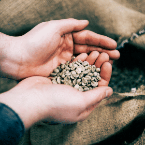 hands holding green coffee bens out of coffee sack